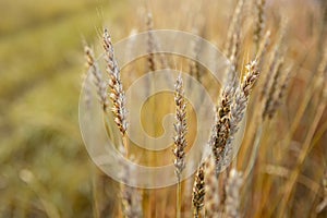 Rural scenery. Background of ripening ears of wheat field. Crops field. Selective focus. Field landscape