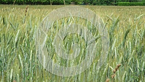 Rural scenery. Background of ripening ears of wheat field. Field landscape