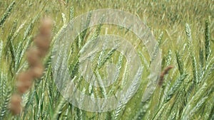 Rural scenery. Background of ripening ears of wheat field. Field landscape