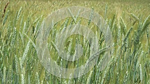 Rural scenery. Background of ripening ears of wheat field. Field landscape
