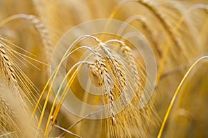 Rural scenery. Background of ripening wheat field. Crops field. Field landscape. Wheat wheats field