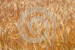 Rural scenery. Barley field background. Agriculture, agronomy, industry concept