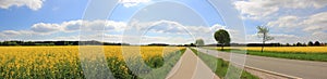 Rural scenery, country road through canola field