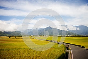 Rural scenery with golden paddy rice farm at Luye, Taitung, Taiwan