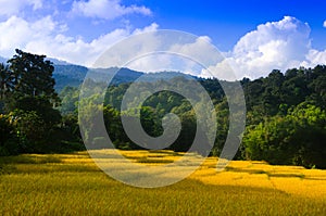 Rural scenery with golden paddy rice farm,Mountain peak range landscape.Green mountain range view. Mountain peak blue sky white