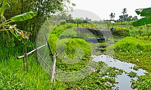 Rural scenery of Mekong Delta