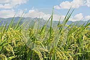 Rural scenery of paddy