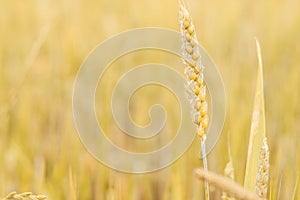 Rural scenery of ripe ears of golden wheat in farm field in sunny day. Agriculture, organic food production, rural life.