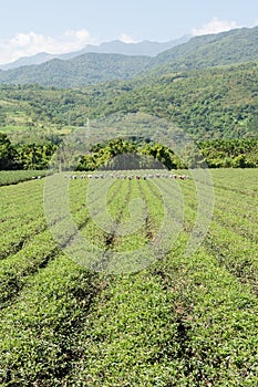 Rural scenery of tea farm