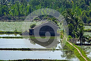 Rural scenery in Vietnam.