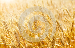 Rural scenery of wheat meadow under shining sunlight