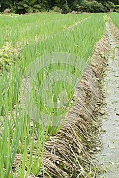 Rural scenic with green onion farm