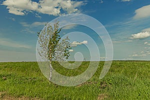 Rural scenic view green field and lonely tree summer clear weather day time