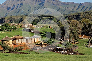 Rural settlement and livestock