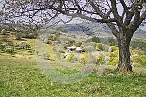 Rural settlement in Ostrozky mountains and cherry tree