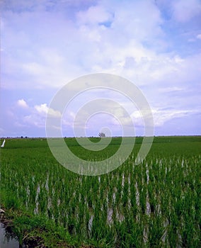 Rural on the sky background