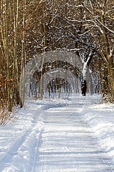 Rural snowy country road through winter woodland
