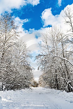A rural snowy road with snowdrifts on the roadside, tree branches covered with snow caps, a winter forest illuminates the day sun