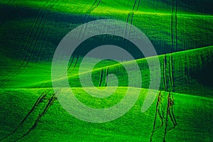 Rural spring agriculture texture background. Green waves hills in South Moravia, Czech Republic. Green fields landscape