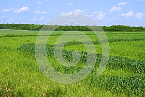 Rural spring landscape