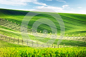 Rural spring landscape with colored striped hills with trees