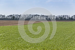 Rural spring landscape with green cereal field.