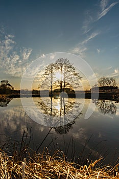 Rural spring landscape with lonely tree against blue sky at sunset.Peaceful and suitable atmosphere for meditation.Lone tree