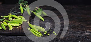 Rural still life, banner horizontal - view of the pea crop, selective focus, close-up on a dark background