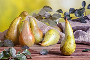 Rural still life - view of a Conference pear after harvest on a wooden table, group of pears closeup