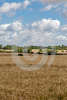 A rural Suffolk farm landscape on a sunny July day