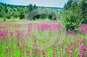 Rural summer landscape with the a blossoming meadow