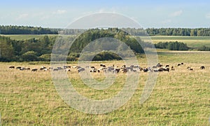 Rural summer landscape with cows graze on grasslan