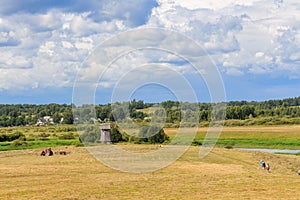 Rural summer landscape