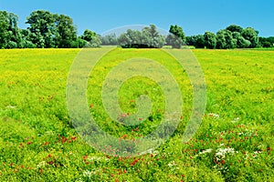 Rural summer landscape with green meadow and blooming flowers in sunlight.