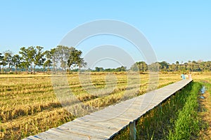 Rural summer landscape,the green and yellow agricultural field with Blue Sky, Wood bridge over the field