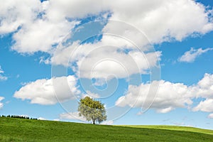 Rural summer landscape, lonely tree on a green field with beautiful cloudy sky, Germany