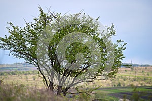 Rural summer landscape with one green tree or bush growing in grassy field under blue sky