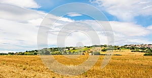 Rural summer landscape with sunflower fields and olive fields near Porto Recanati in the Marche region, Italy