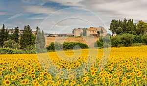 Rural summer landscape with sunflower fields and olive fields near Porto Recanati in the Marche region, Italy photo