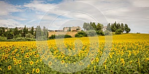 Rural summer landscape with sunflower fields and olive fields near Porto Recanati in the Marche region, Italy