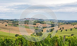 Rural summer landscape with sunflower fields, vineyards and olive fields near Porto Recanati in the Marche region, Italy