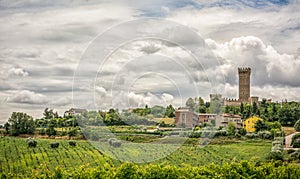 Rural summer landscape with vineyards and olive fields near Porto Recanati in the Marche region, Italy