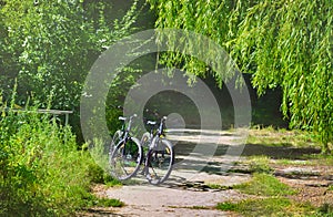 Rural summer scene