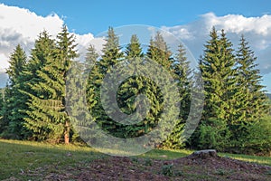 Rural sunny landscape with forest