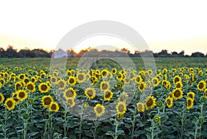 Rural sunset landscape with a golden sunflower field