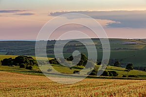 A Rural Sussex Early Summer Landscape