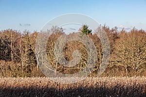 A rural Sussex winter view with bare trees behind a field of dead sunflowers, and a blue sky overhead