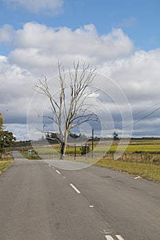 Rural Tarmac Road with Dead Leafless Tree