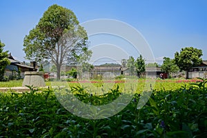 Rural tile-roofed houses behind flowering field in sunny summer