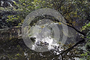 Rural trees cape with light & shade near howrah west bengal photo